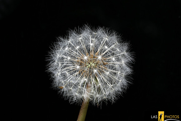 Dandelion Head