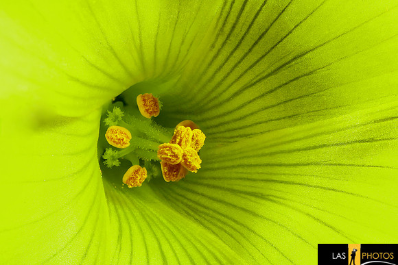 Oxalis
