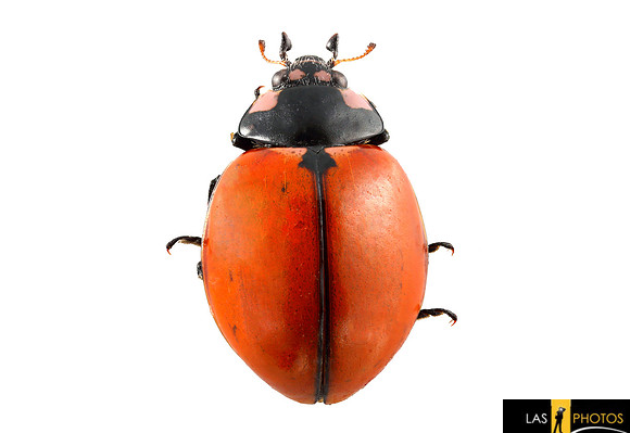Ladybug