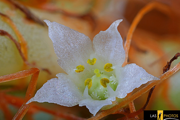 Saltmarsh Dodder (Cuscuta salina var. major)